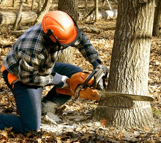Tree Removal in Palacios, TX